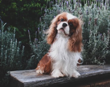 JEHANNAH CAVALIERS - CAVALIER KING CHARLES SPANIEL BREEDER - BRISBANE, QLD