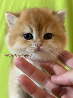 GoldenMelon Cattery - Golden British shorthair/ longhair kittens 