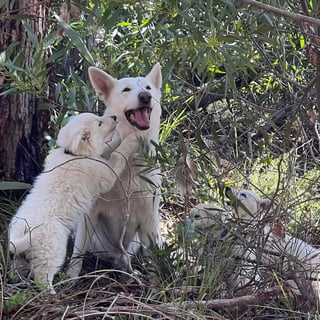 Nighthaven Kennels - White Swiss Shepherd Breeder 