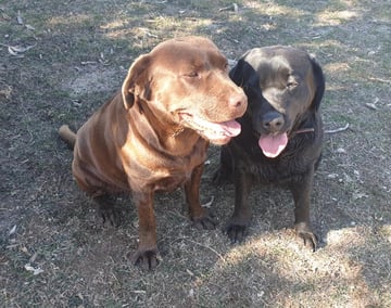 KELARGA Labradors 