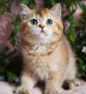 Daviway Great Expectations Britz British Shorthair Cat Breeder - Albany, Western Australia