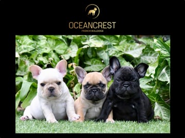 French Bulldog Breeder, Sunshine Coast, QLD