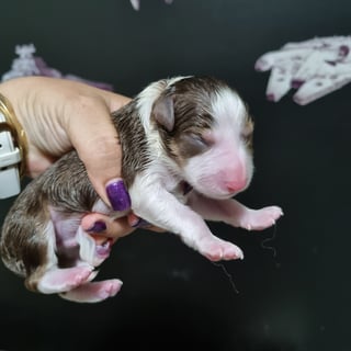 Breezeacres Border Collies