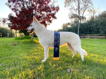 Royalemerald - White Swiss Shepherd breeder