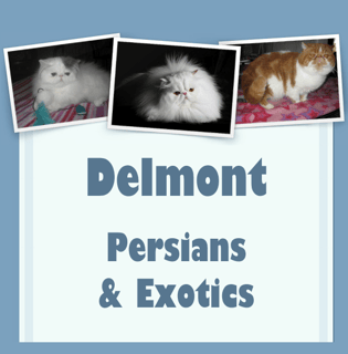 Delmont  - Persians and Exotic Cat Breeder - Adelaide, SA