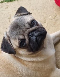 Quom Pugs - Ethical Pug breeder