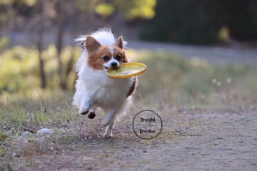 Gracepol Breeding - Papillon and Corgi's