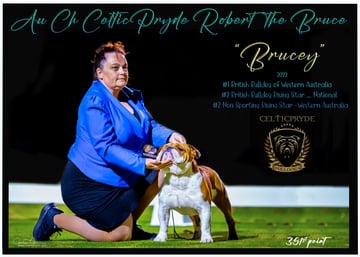 CelticPryde British Bulldogs