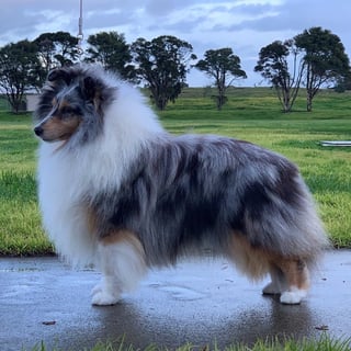 Santecho Shetland Sheepdogs