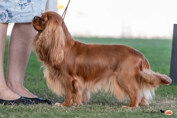 BELLJARI Cavalier King Charles Spaniels