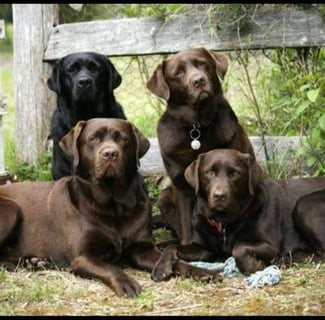 Kuuwa Labradors