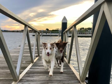 Blazintails Australian Shepherds