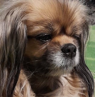 Tibbinee Tibetan Spaniels