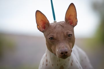 MinkyMu American Hairless Terrier