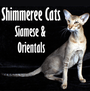 Shimmeree Cats - Siamese and Oriental Breeder - Adelaide