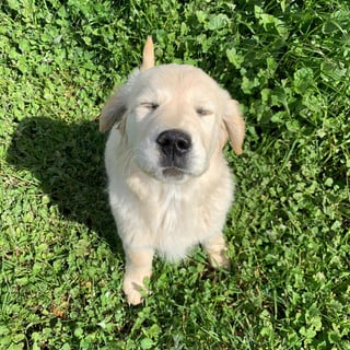 Matildagoldies - Golden Retriever Breeder, South Australia