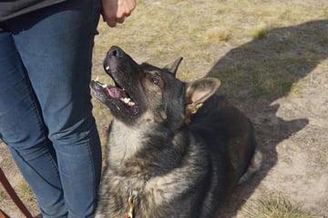 GESUND Working Line German Shepherds