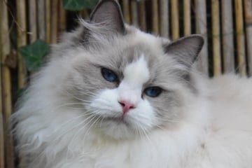 Mayflower Ragdolls 