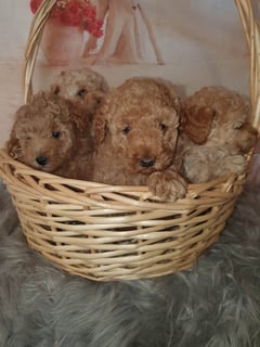 Jirancotoys Toy Poodles