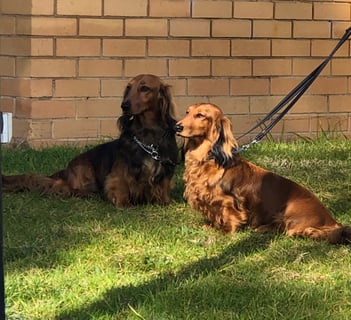 LAURADALE STANDARD LONG HAIRED DACHSHUNDS