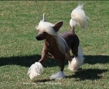 Jularth Chinese Crested  Jularth Chinese Crested