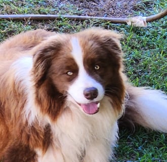 Bordermeade Border Collies