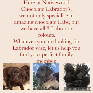 Nativewood Chocolate Labradors