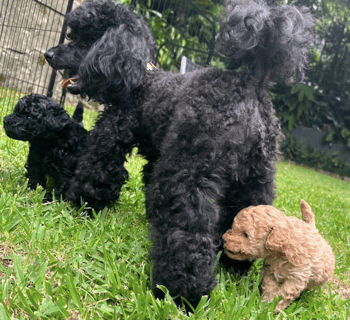 BIJOUTOY Pedigree Toy Poodles