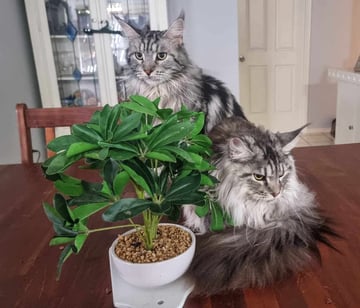 Chevycats Maine Coons