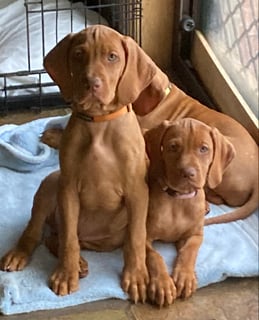 Segito Hungarian Vizslas 