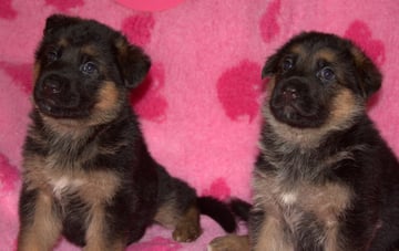 Freevale German Shepherds