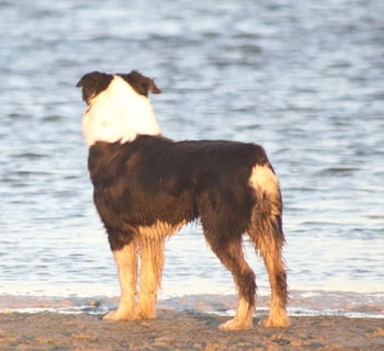 AusFX Australian Shepherds - Gippsland, Vic