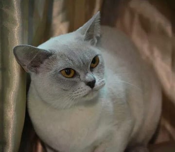 Brookside Burmese Cat Breeder - Adelaide, South Australia 