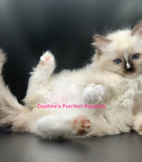 Daphne's Purrfect Ragdolls