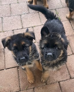 Rebdon Kennels - German Shepherd Breeder, Victoria