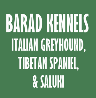 Barad Kennels - Italian Greyhound, Tibetan Spaniel, Saluki & Chihuahua Breeder - Hobart