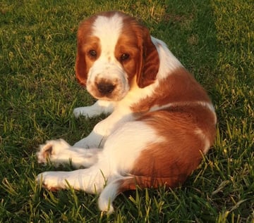 Wynion Welsh Springer Spaniels