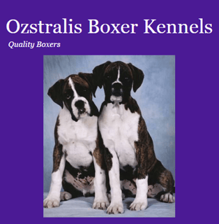 Ozstralis Boxer Kennels - Boxer Breeder - Devonport, TAS