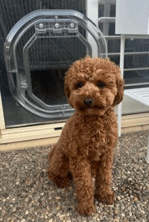  Cat and Doggy Door installers in Canberra - Discount Glass Est 1986