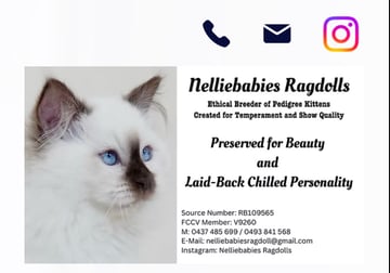 NellieBabies Ragdolls
