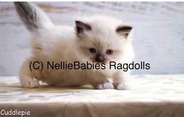 NellieBabies Ragdolls