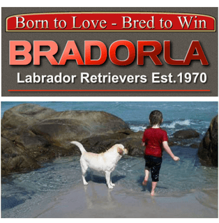 Bradorla - Labrador Breeder - Hobart, TAS