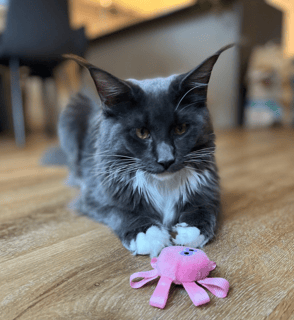 Schmoozer Maine Coons