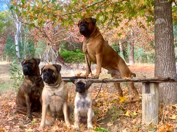 Beachlane Bullmastiffs