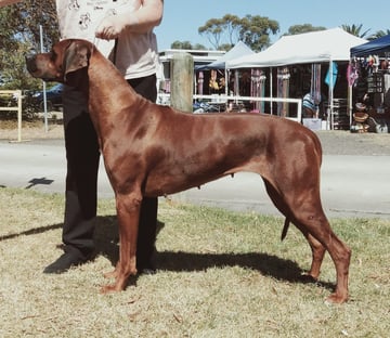 Rijstone Rhodesian Ridgebacks