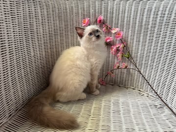 Registered Ragdoll Breeder, Fraser Coast, Qld