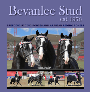 Bevanlee Stud - Riding & Arabian Riding Pony Breeder - Tasmania