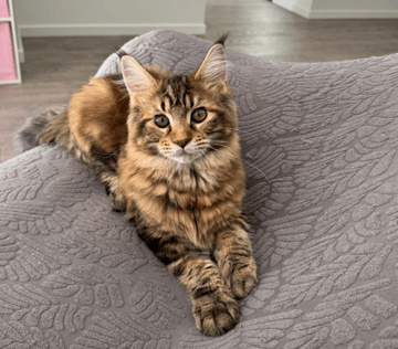 MainePaws Maine Coons