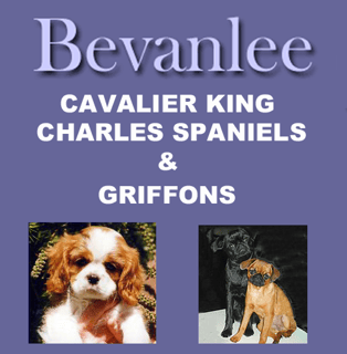 Bevanlee - Cavalier King Charles Spaniel & Griffon Breeder - Tasmania