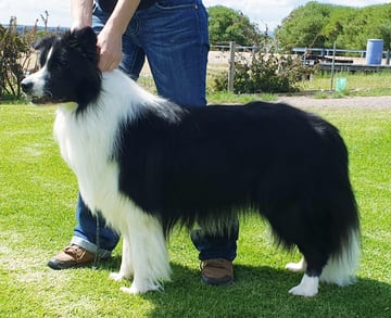 Beecee Border Collies